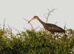 limpkin_1