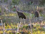 limpkin_2