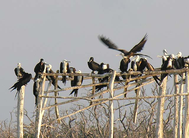 magnificance_frigatebirds_01