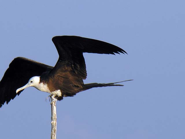 magnificance_frigatebirds_04