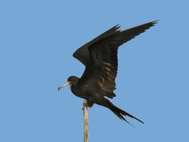 magnificance_frigatebirds_05