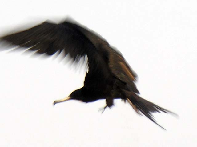 magnificance_frigatebirds_06