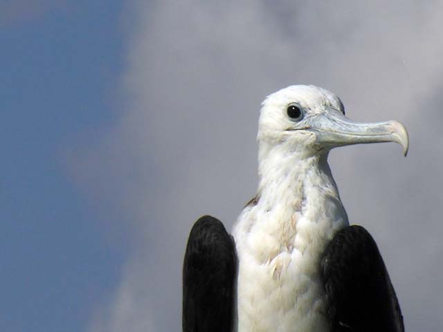 magnificance_frigatebirds_10