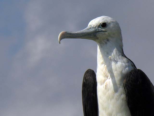 magnificance_frigatebirds_11