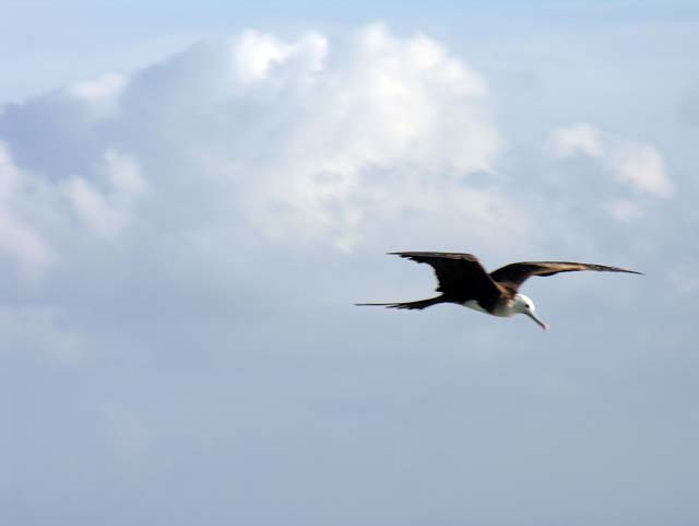 magnificance_frigatebirds_13