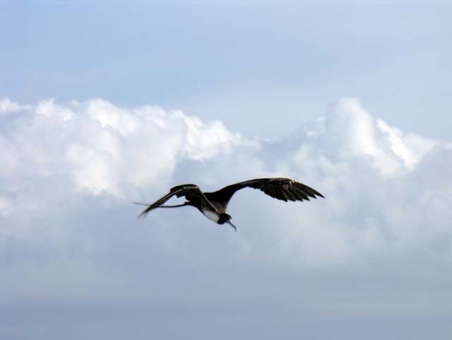 magnificance_frigatebirds_15