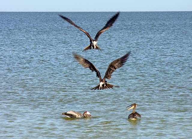 magnificance_frigatebirds_16