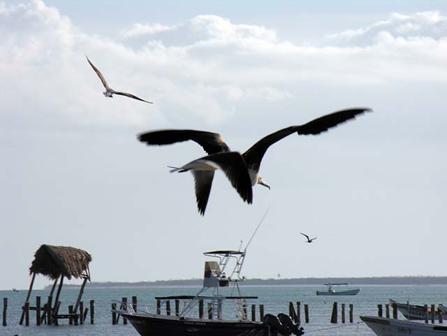 magnificance_frigatebirds_17