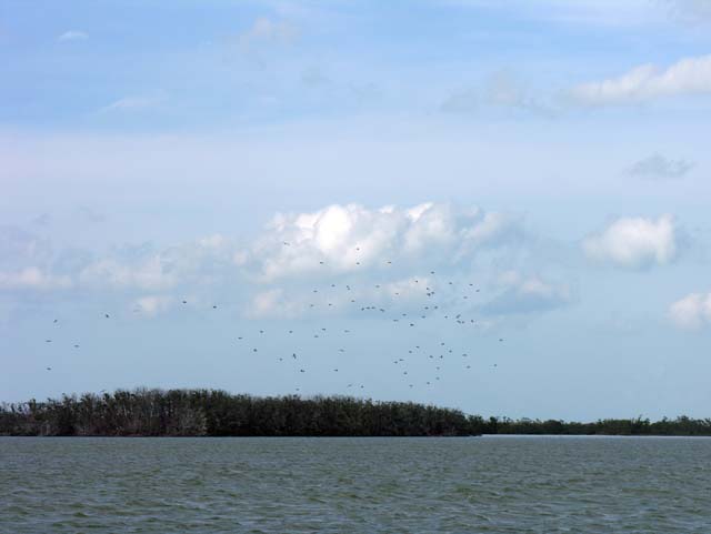 magnificance_frigatebirds_19