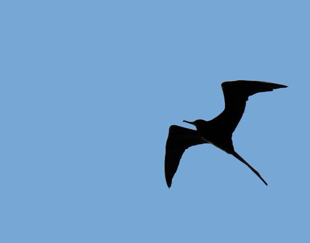 magnificance_frigatebirds_20