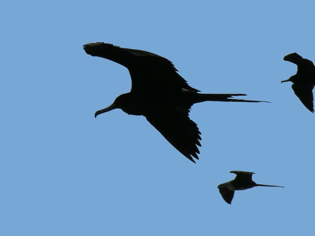 magnificance_frigatebirds_25