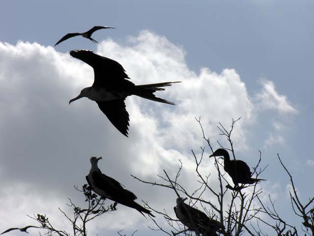 magnificance_frigatebirds_26