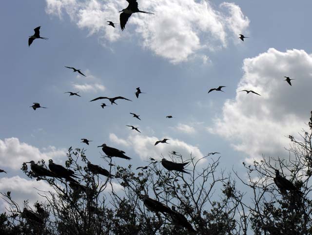 magnificance_frigatebirds_27