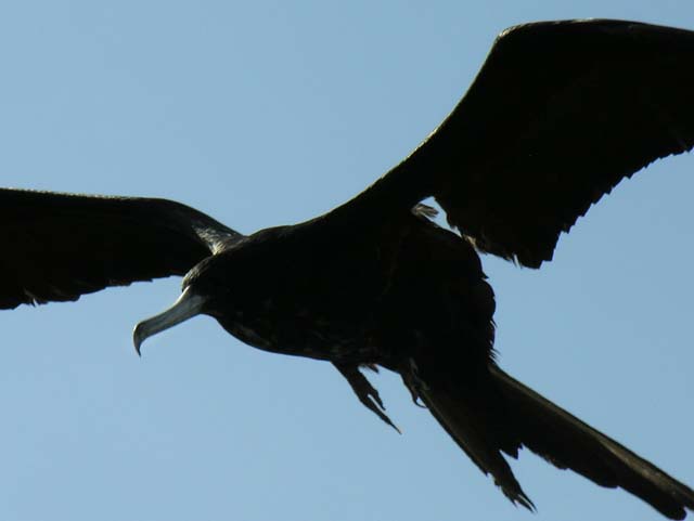 magnificance_frigatebirds_31