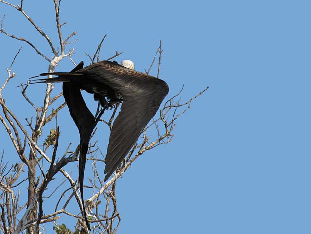 magnificance_frigatebirds_37