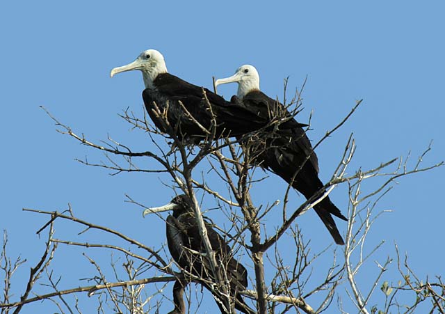 magnificance_frigatebirds_39