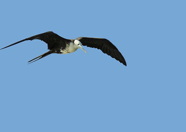 magnificance_frigatebirds_43