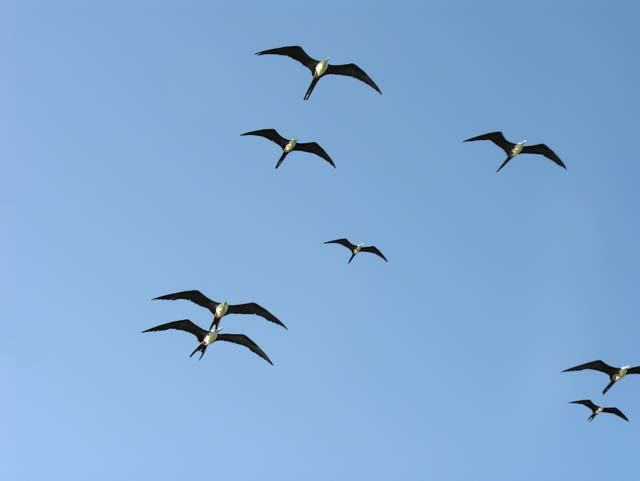 magnificance_frigatebirds_45