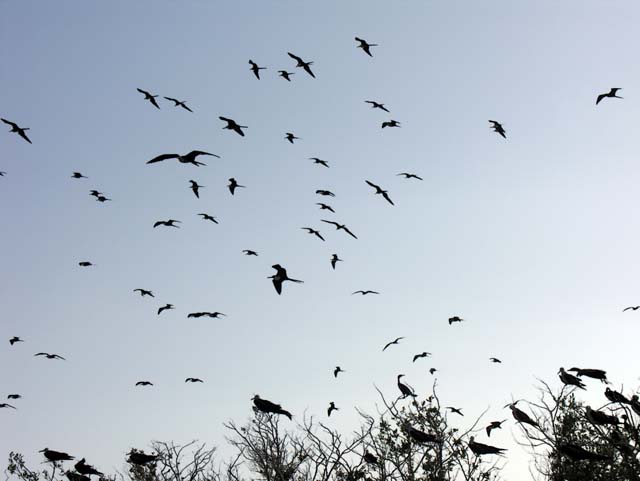 magnificance_frigatebirds_46