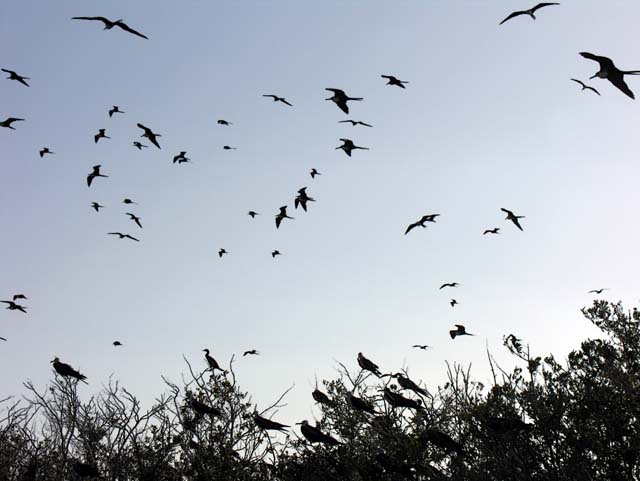 magnificance_frigatebirds_47