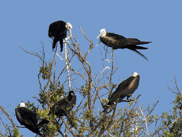 magnificance_frigatebirds_49