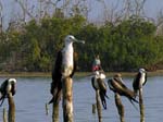 magnificance_frigatebirds_02
