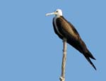 magnificance_frigatebirds_03
