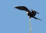 magnificance_frigatebirds_07