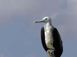 magnificance_frigatebirds_08