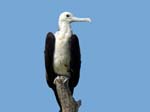 magnificance_frigatebirds_09