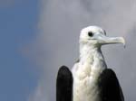 magnificance_frigatebirds_10