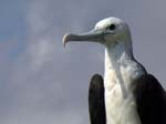 magnificance_frigatebirds_11