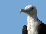 magnificance_frigatebirds_12