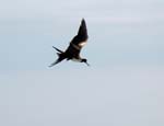 magnificance_frigatebirds_14