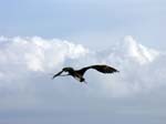 magnificance_frigatebirds_15