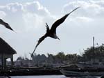 magnificance_frigatebirds_18