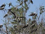 magnificance_frigatebirds_21