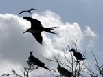 magnificance_frigatebirds_26