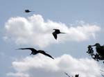 magnificance_frigatebirds_29
