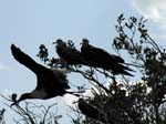 magnificance_frigatebirds_30