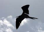 magnificance_frigatebirds_32