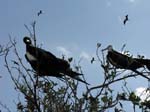 magnificance_frigatebirds_34