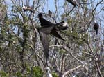 magnificance_frigatebirds_35