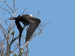 magnificance_frigatebirds_37