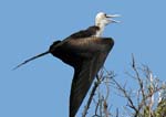 magnificance_frigatebirds_38