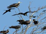 magnificance_frigatebirds_41