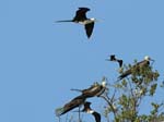 magnificance_frigatebirds_42