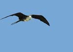 magnificance_frigatebirds_43