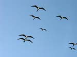 magnificance_frigatebirds_45
