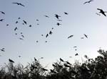 magnificance_frigatebirds_47